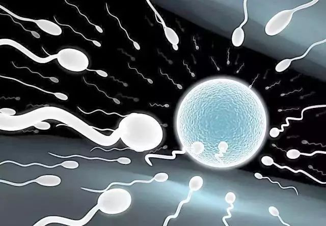 做试管婴儿前，卵子从形成到成熟取出是怎样的