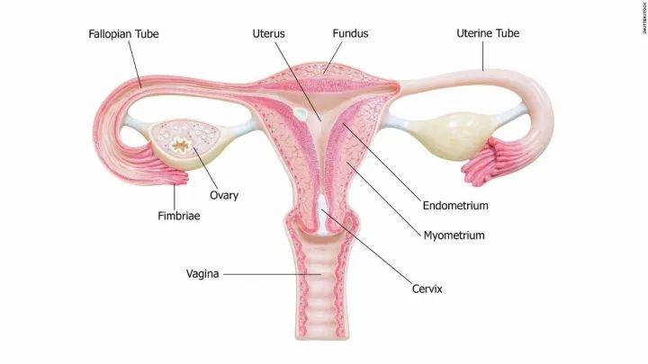 试管婴儿：输卵管积水还能移植胚胎吗？
