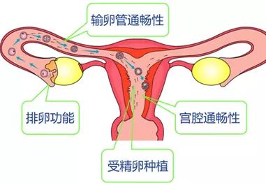 为什么做试管婴儿前需要评估卵巢的储备功能？