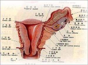 试管婴儿移植前为什么出现宫腔积液？