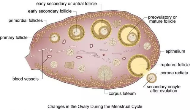 试管婴儿前卵巢储备功能怎么评价？